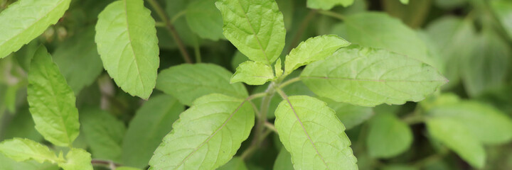 Obraz premium Holy basil leaves on the Holy basil tree banner background. Holy basil leaves are useful herbs.