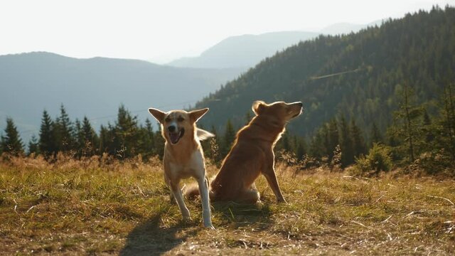 Funny and happy two redhead dogs are fooling around, biting each other tenderly while walking among the mountains