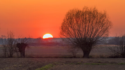 Wierzby o zachodzie słońca © KrzysztofAleksander
