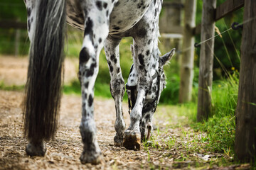 A beautiful black and white spotted horse with a long tail walks in a paddock with sawdust and a...
