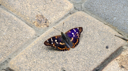 Close-up of a peacock butterfly on the sidewalk