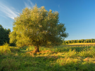 Wierzba zielona © KrzysztofAleksander