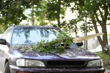 A tree fell on the car due to strong wind. Broken vehicle after the storm. Disaster in a city.