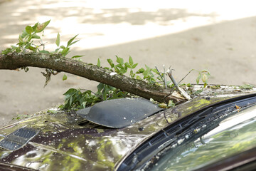 A tree fell on the car due to strong wind. Broken vehicle after the storm. Disaster in a city.