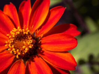 Orange Flame Zinnia Petals Close Up