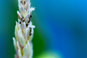 Hormigas en planta.