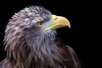 Young white-tailed eagle (Haliaeetus albicilla)