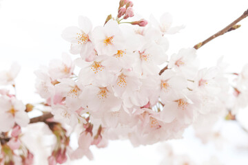 Fototapeta premium 桜の花