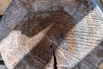A slice of a thick pine log as a textured background.