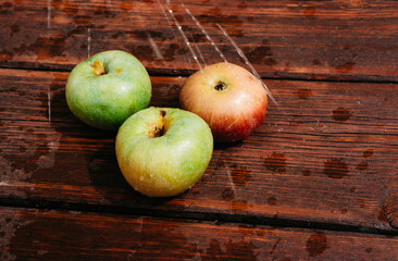 Splashes of clean water pour over freshly picked apples of the autumn harvest. Red and green apples lie on the mahogany wooden kitchen table, and water drips from the top.