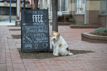 Dog tied waiting patiently for owner outside a Bethesda MD Cafe
