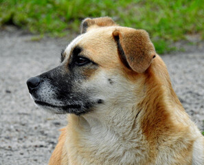 a yawning dog resting by the main road in the church lipowiec village in mazovia, poland