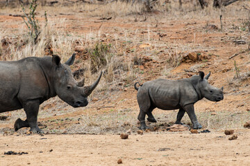 Rhinocéros blanc, femelle et jeune, white rhino, Ceratotherium simum, Parc national Kruger, Afrique du Sud