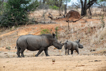 Fototapeta premium Rhinocéros blanc, femelle et jeune, white rhino, Ceratotherium simum, Parc national Kruger, Afrique du Sud