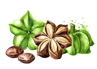 Sacha Inchi peanut, fresh green and dried capsule seeds fruits, Plukenetia volubilis. Watercolor hand drawn illustration, isolated on white background