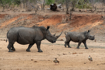 Obraz premium Rhinocéros blanc, femelle et jeune, white rhino, Ceratotherium simum, Parc national Kruger, Afrique du Sud