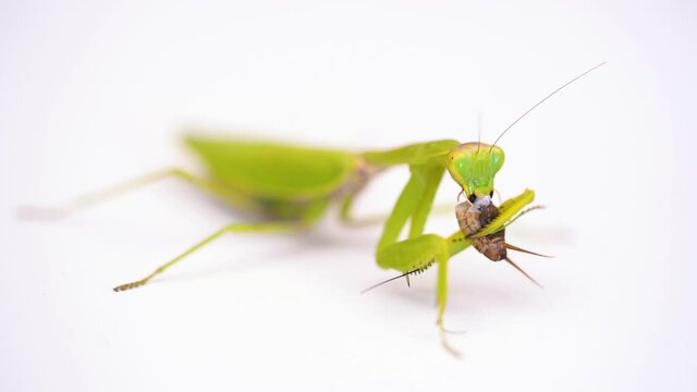 green female praying mantis eating a cricket. insect on a white background. close-up