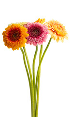gerbera pomponi isolated