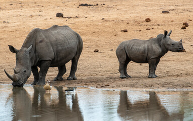Fototapeta premium Rhinocéros blanc, femelle et jeune, white rhino, Ceratotherium simum, Parc national Kruger, Afrique du Sud