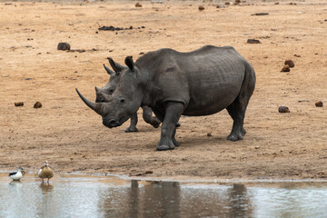 Fototapeta premium Rhinocéros blanc, femelle et jeune, white rhino, Ceratotherium simum, Parc national Kruger, Afrique du Sud