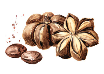 Sacha Inchi peanut, sacha mani or star inca peas, Plukenetia volubilis. Watercolor hand drawn illustration, isolated on white background
