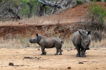 Fototapeta premium Rhinoceros blanc