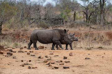 Obraz premium Rhinocéros blanc, femelle et jeune, white rhino, Ceratotherium simum, Parc national Kruger, Afrique du Sud