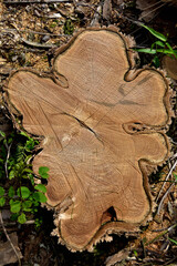 ナラの木の切り株
