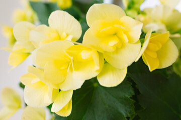 Fototapeta na wymiar Bright yellow begonia flower. Home floriculture concept