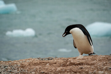 Naklejka premium Antarctica, Bongrain Point, Adelie penguin on the Pourquoi pas Island. Crossing the Antarctic circle line