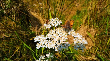Butterfly Mother of Pearl on yarrow 