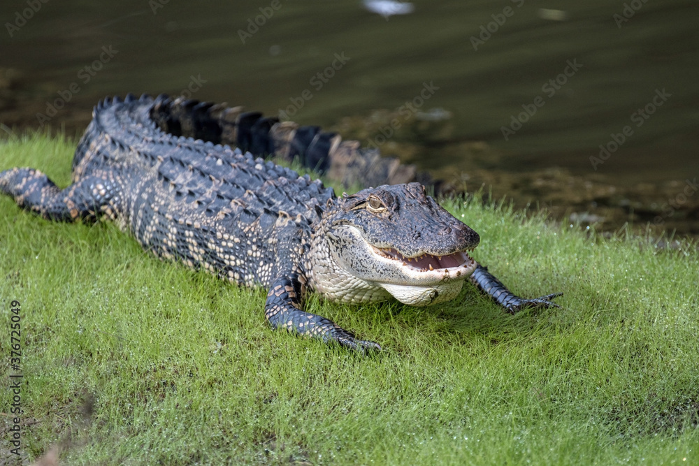 Sticker Alligator sitting in the grass near a pond