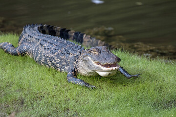 Alligator sitting in the grass near a pond