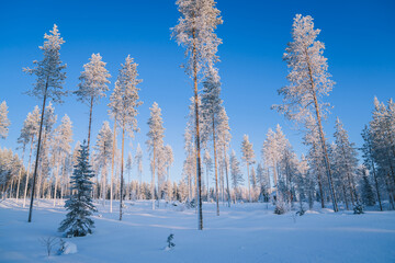 Beautiful natural northern environment covered with ice on blue sky background, cold wanderlust destination with tall spruce and trees with snowy brunches
