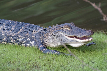 Alligator sitting in the grass near a pond