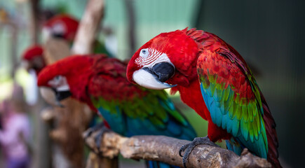 Funny red macaw perched on branch in line of macaws (parrots)