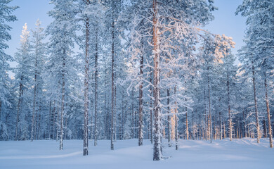 White beautiful trees covered with frost and snow during winter season in Riisitunturi national park,scenic view with tall spruce in wood landscape