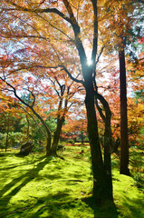 苔に覆われた庭園に散在する色づく紅葉の木と影