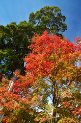上からグラデーションで色づく黄葉と背の高い緑樹