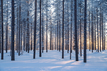 Winter scenic location wonderland with tall white trees in frosty climate, natural environment on Riisitunturi national park destination