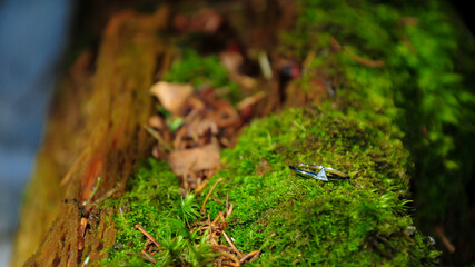 An engagement ring made out of white gold with a diamond placed on a mossy trunk
