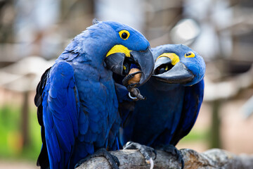two blue and yellow Hyacinth Macaws (parrots), fighting over walnut