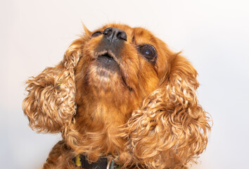 cavalier king charles spaniel