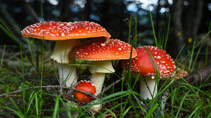 Poisonous red mushrooms located in a forest in Cindrel Mountains, Carpathia, Romania
