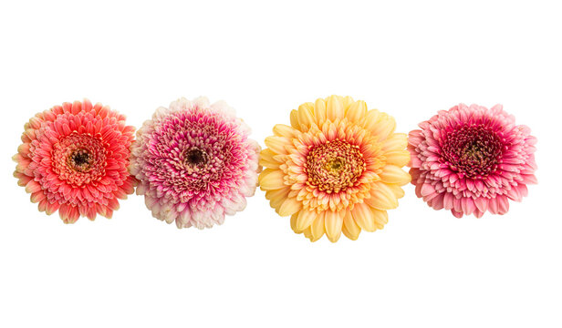 gerbera pomponi isolated