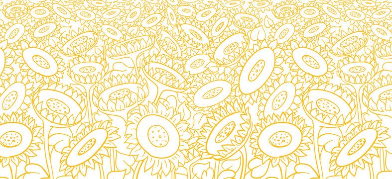 Sunflower field background. Agriculture flower plant. Hand drawn sketch. Oil production wrapper. Thin yellow line. Vector illustration.