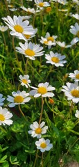 Fototapeta premium white daisies in a field