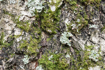 Moss cover bark of tree. Textured and background