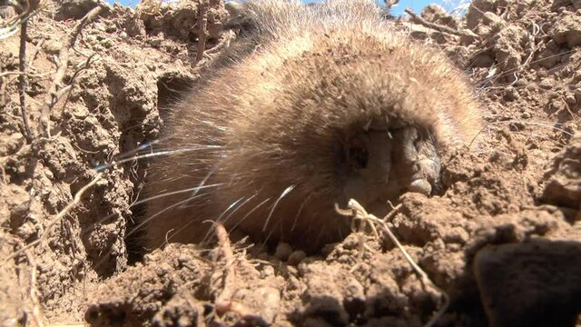 Big headed African mole rat digging tunnel, Ethiopia