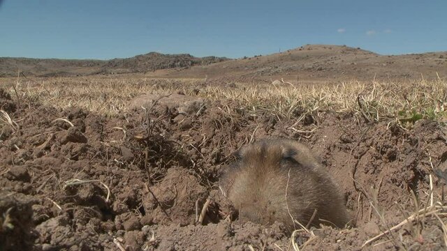Big headed African mole rat digging tunnel, Ethiopia
